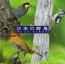 日本の野鳥