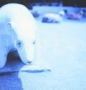 ランクヘッド / メメントモリ