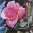野なかの薔薇 / 世界の詩をうたう